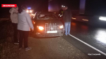 Лось погиб после столкновения с автомобилем в Псковском районе