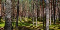 Фото: ПАИ - InformPskov.Ru