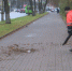 Псков готовится к зиме: с центральных улиц вывезли 400 кубометров опавшей листвы - ГТРК Псков