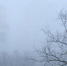 Фото: ПАИ - InformPskov.Ru