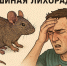Врачи назвали псковичам симптомы опасной «мышиной лихорадки» - Pln-Pskov.Ru