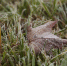 Фото: ПАИ - InformPskov.Ru