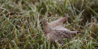 Фото: ПАИ - InformPskov.Ru