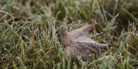 Фото: ПАИ - InformPskov.Ru