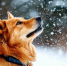 Мороз до -3 ждет жителей Пскова в ночь со вторника на среду - Комсомольская правда