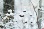 Фотофакт: Псков проснулся под снежным покровом