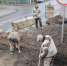 Раскоп в Пскове - InformPskov.Ru