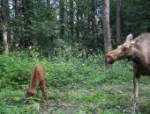 Фотоловушки Политовского заповедника запечатлели нежные моменты лосихи и лосёнка