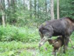 Фотоловушки Политовского заповедника запечатлели нежные моменты лосихи и лосёнка