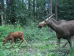 Фотоловушки Политовского заповедника запечатлели нежные моменты лосихи и лосёнка