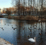 Лебеди в дендропарке Пскова - InformPskov.Ru
