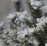 Фото: ПАИ - InformPskov.Ru