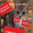 Фото из группы «Потеряшки & Псков» (не являются мошенниками, информация в ней опубликована для ознакомления) - InformPskov.Ru