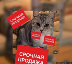 Фото из группы «Потеряшки & Псков» (не являются мошенниками, информация в ней опубликована для ознакомления)