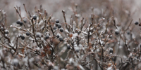 Фото: ПАИ - InformPskov.Ru