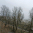 Псковичи жалуются на запах гари в разных районах - Pln-Pskov.Ru