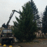 Новогоднюю ель установили в Локне - Pln-Pskov.Ru