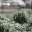Фото: ПАИ - InformPskov.Ru