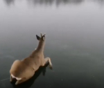 Скриншот видео