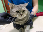 Кошка Плюша. Фото предоставили врачи ветеринарной клиники «Любовь и забота» в Псковской области