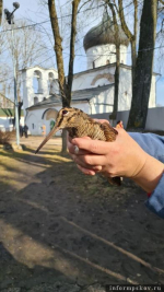 Спасённый вальдшнеп. Фото: приют «Лесопилка» в соцсети «ВКонтакте»