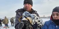 Сотрудницу правительства Псковской области, выбросившую собак на мороз, уволили - Псковская правда