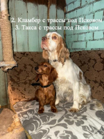 Краткая информация по собакам