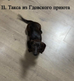 Краткая информация по собакам