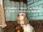 В Псковской области продолжают искать собак, выброшенных экс-чиновницей на трассе в мороз