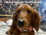 В Псковской области продолжают искать собак, выброшенных экс-чиновницей на трассе в мороз