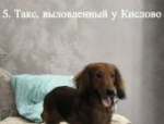 В Псковской области продолжают искать собак, выброшенных экс-чиновницей на трассе в мороз