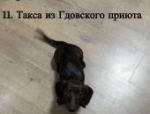 В Псковской области продолжают искать собак, выброшенных экс-чиновницей на трассе в мороз