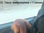 В Псковской области продолжают искать собак, выброшенных экс-чиновницей на трассе в мороз