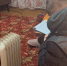 За +8 в квартирах главу Плюсского округа и директора теплосетей привлекли к ответственности - ГТРК Псков