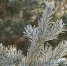 Фото: ПАИ - InformPskov.Ru