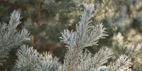 Фото: ПАИ - InformPskov.Ru