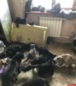 «Погибли 10 питомцев»: псковскую кошатницу могут принудительно отправить на лечение