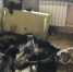 Ужасающие условия в квартире - InformPskov.Ru