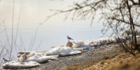 Фото: ПАИ - InformPskov.Ru