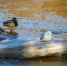 Фото: ПАИ - InformPskov.Ru