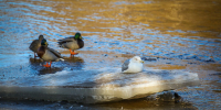 Фото: ПАИ - InformPskov.Ru
