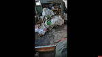 «Из шести собак осталось трое, из домашних птиц — одна гусыня»: животных спасли в Порховском округе. ВИДЕО