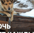 Помочь может каждый / Субботник Псковского «Яблока» в «Лесопилке» // Гражданские вести - Яблоко