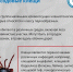 За год в Псковской области выявили почти 500 боррелиозных клещей - Pln-Pskov.Ru