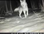 Волки против бобров: фотоловушка зафиксировала преследование в Пустошкинском районе