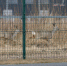 Косули - InformPskov.Ru