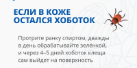 Как защититься от клеща - InformPskov.Ru