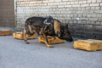 JPG Файл