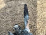 Украинский беспилотник с поражающими элементами подорвали в Куньинском районе