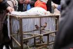 В Троицком соборе Пскова в праздник Благовещения выпустили голубей. ФОТО
